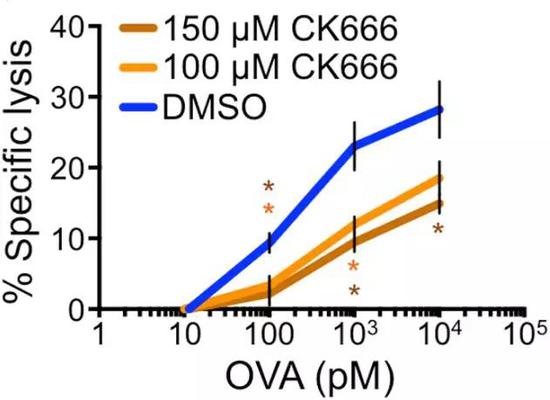 CK666作用下，T細胞對靶細胞裂解能力明顯下降